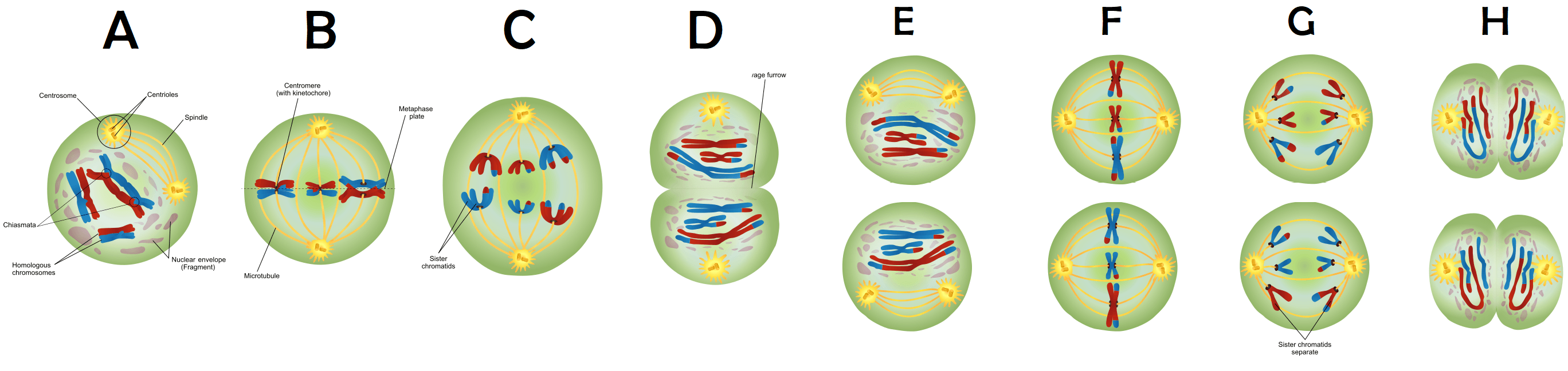 Phases of meiosis.