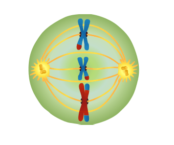 This is a cell undergoing meiosis. chromosomes are lined up along the middle of the cell with spindle fibers attached.