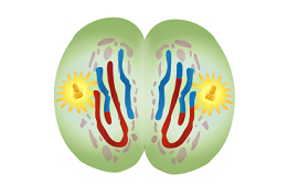 This is a cell in meiosis. There are chromosomes present, containing one chromatid each. There is a cleavage furrow.