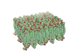 Phospholipid bilayer GIF with red heads and green tails