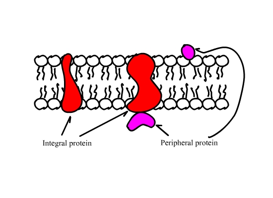 Diagram of a phospholipid bilayer with integral membrane proteins,