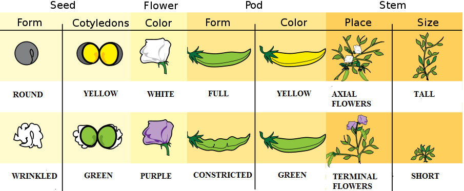 Mendels observations in the shape, and color of the seeds, flowers, and pods of a pea plant.