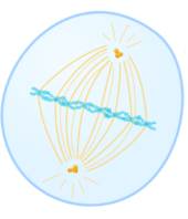 Chromosomes are lined up along the middle of the cell. 