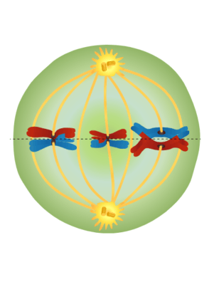 The homologous chromosomes are lined up in the middle of the cell. They are all solid colors. 