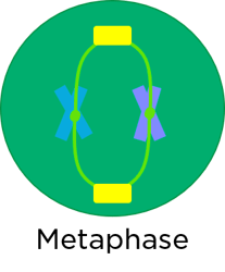 Metaphase