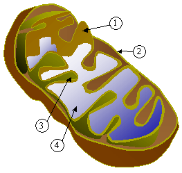 Numbered diagram of a mitochondrion