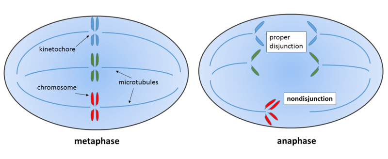 Nondisjunction creates diploid cells with too many or too few chromosomes.