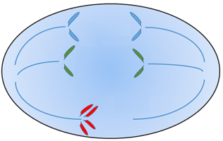 A cell in meiosis 1 of the cell cycle.  Spindle fibers are pulling the chromosomes apart, but one chromosome is separated incorrectly. 