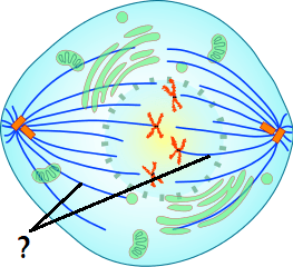 A diagram of a cell undergoing division. There are centrioles on opposite ends of the cell. There are blue strands extending towards the middle of the cell from the centrioles.