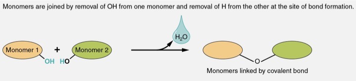 amino acids are the monomers that join together to form