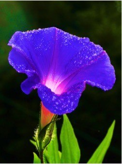 A partially opened morning glory flower