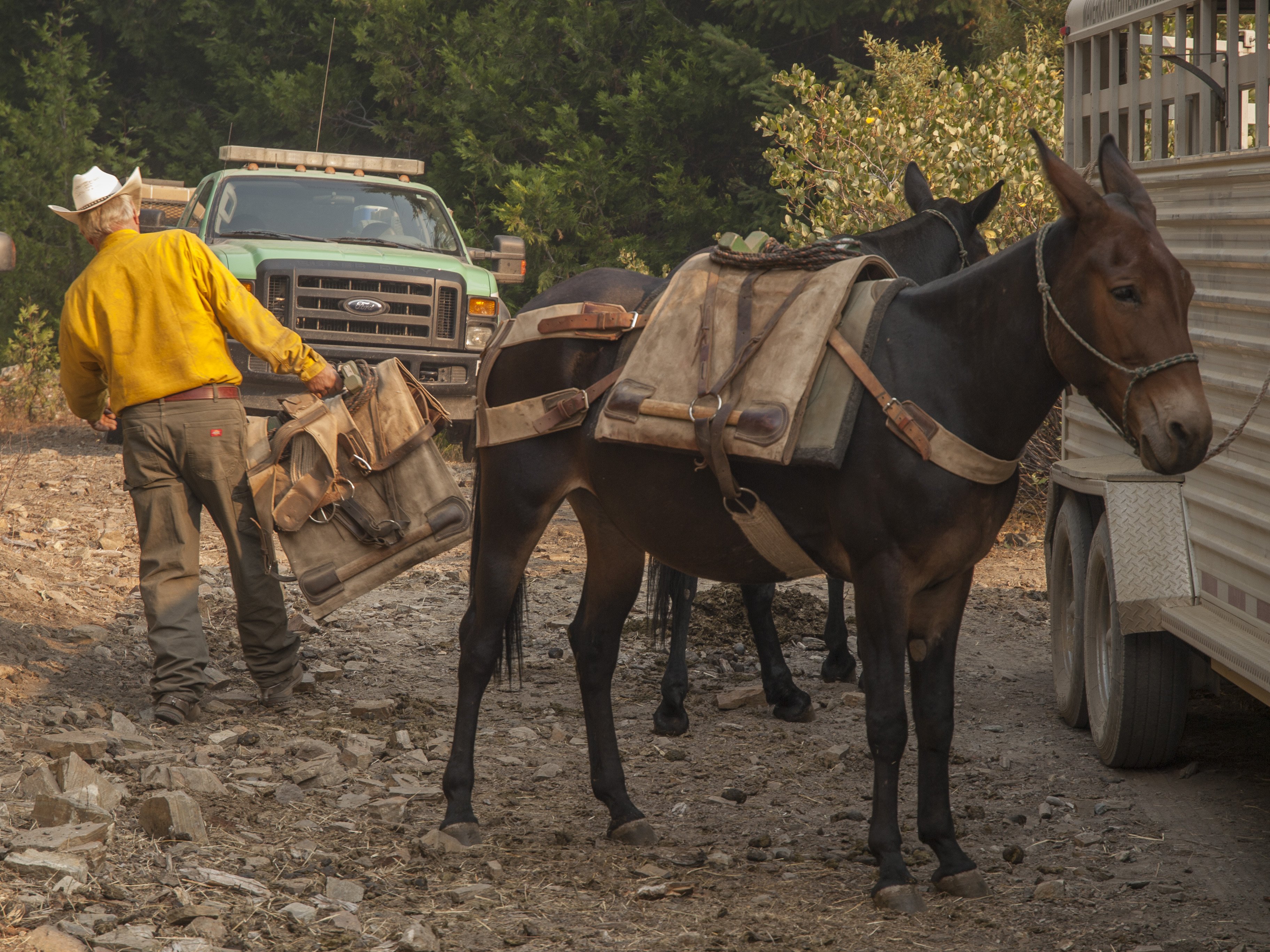 The image shows a brown mule carrying a leather pack. Around the mule is a trailer, another mule, and a green truck. A man in a cowboy hat and a yellow jacket is carrying a leather pack away from the mule.