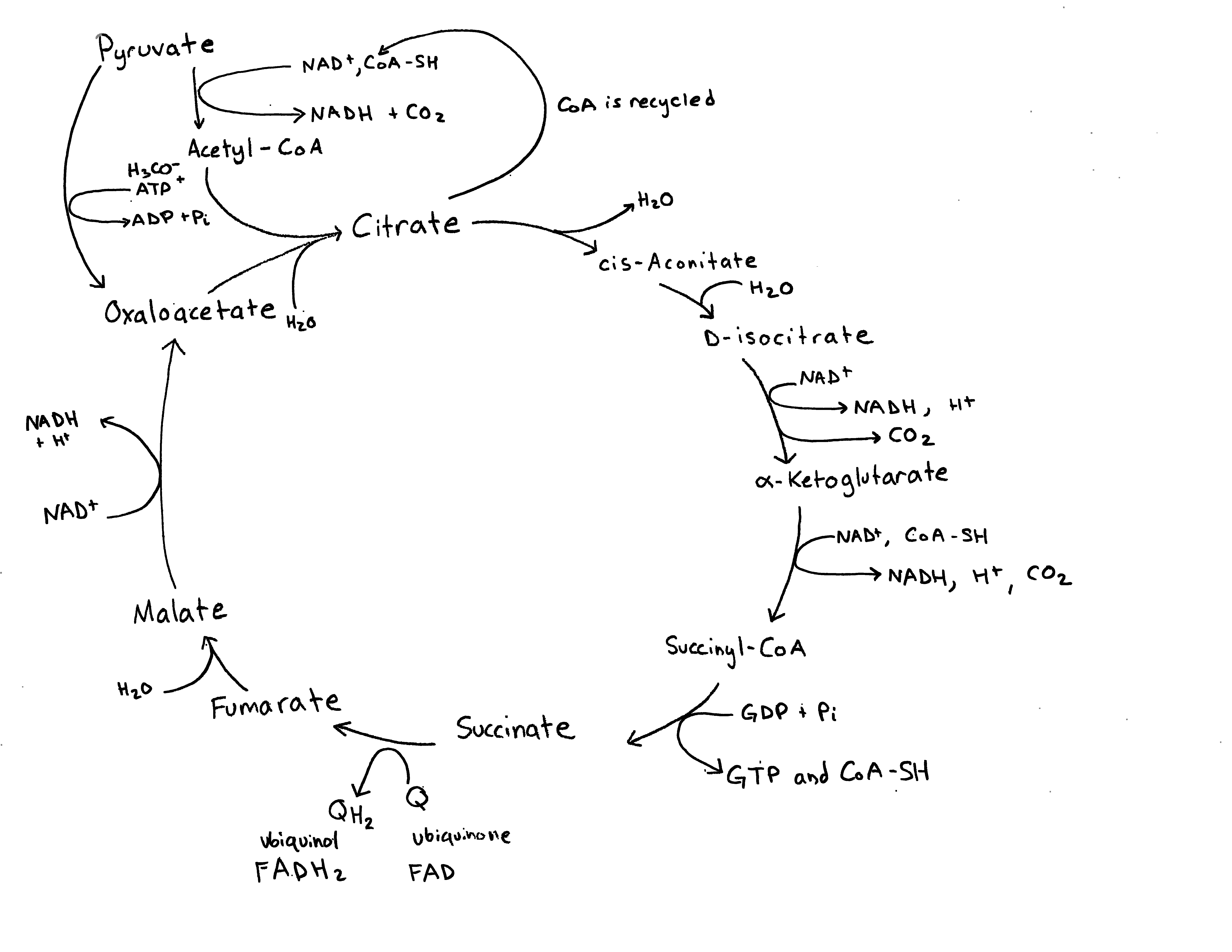 The image shows the Krebs cycle with NAD, ADP, GDP, H2O, and CO2, as well as respective reduced forms, represented around the chart. More information can be found below.