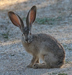 A black-tailed jackrabbit