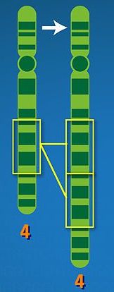 This is image shows a chromosomal mutation. In the image, a segment of the original chromosome is being duplicated. In the new mutated version of the chromosome there are now two copies of that segment of DNA.
