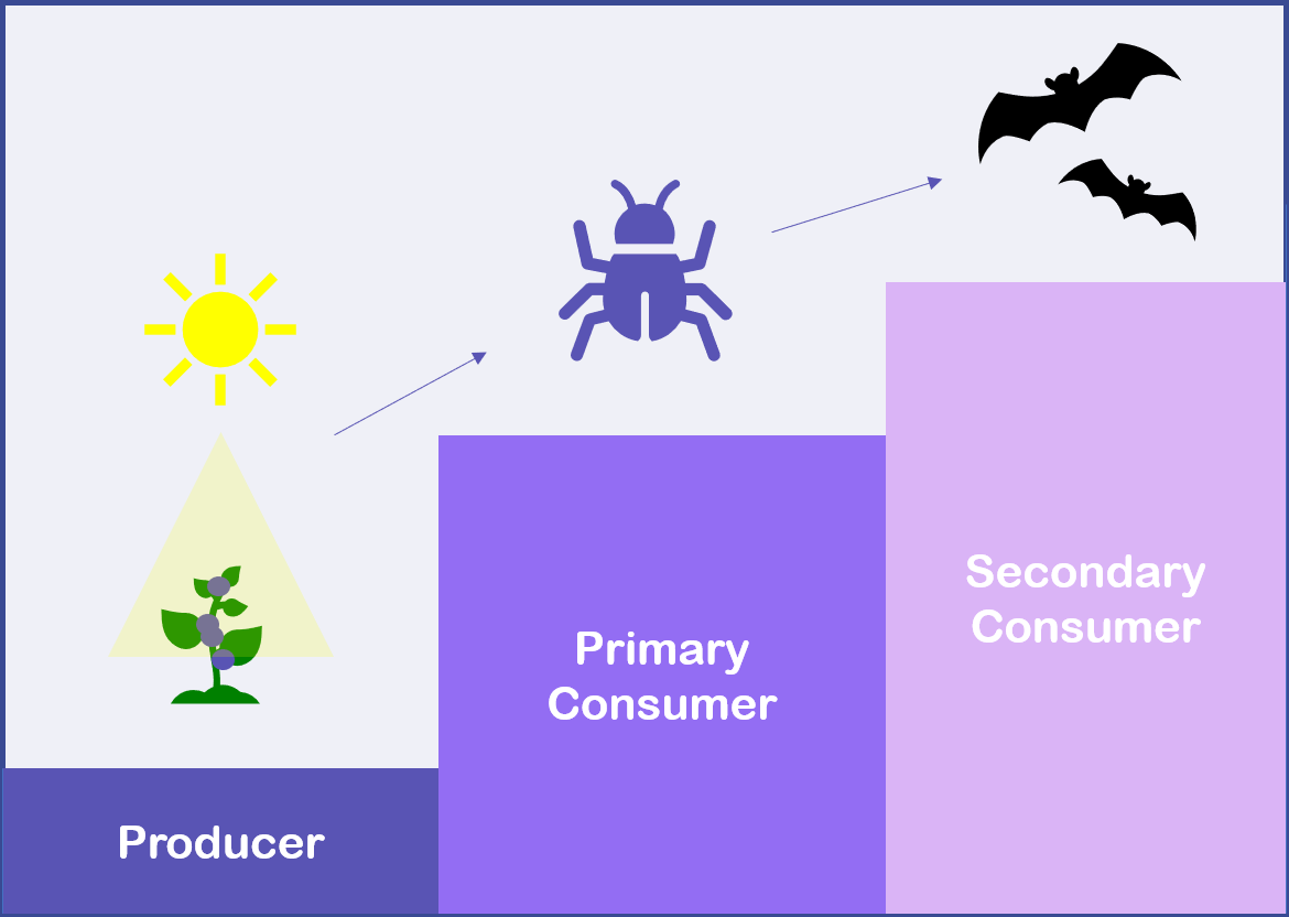 In the given food chain, there are three times as many primary consumers as producers.  Similarly, there are four times as many secondary consumers than producers. 