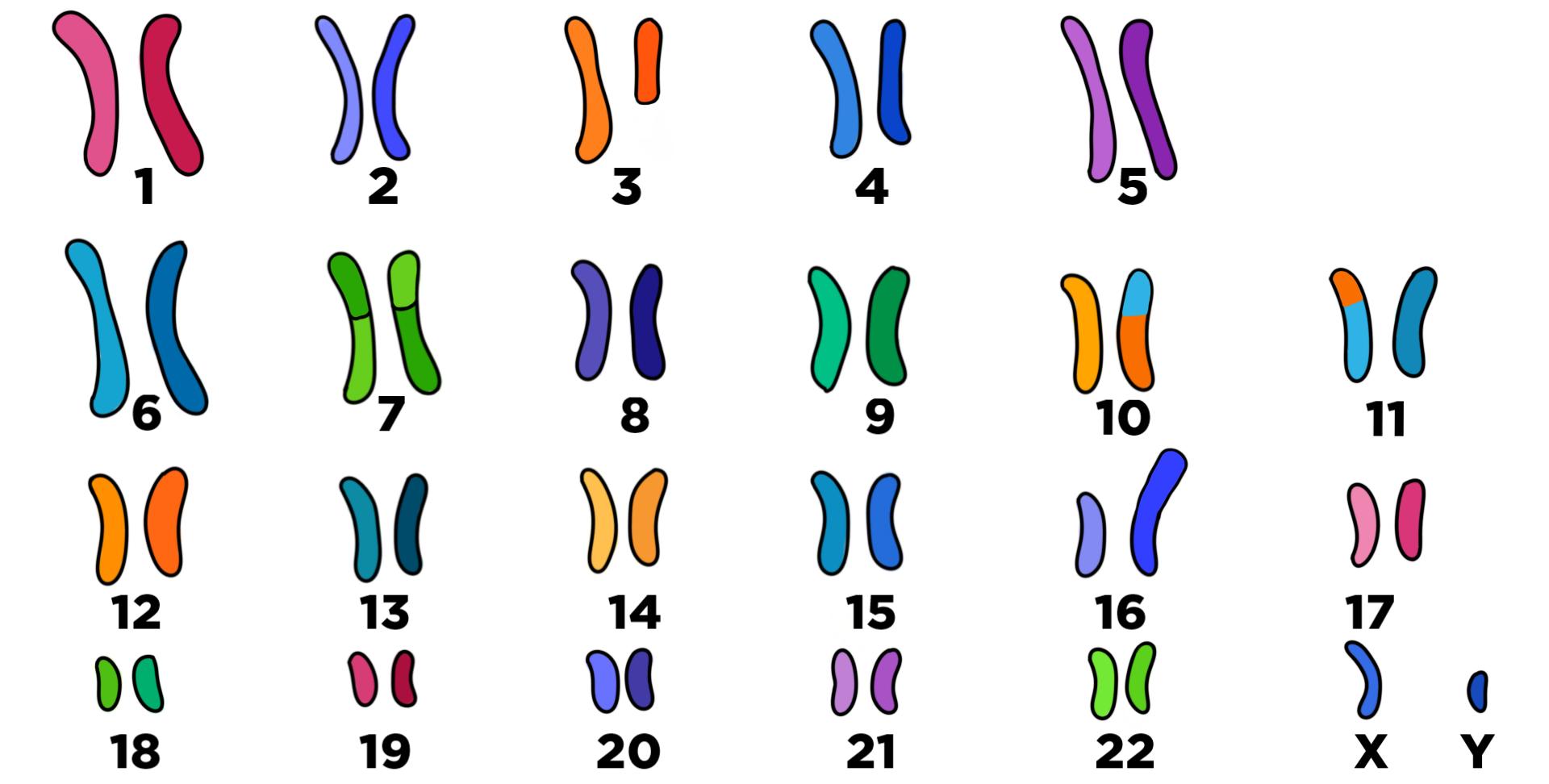 karyotype