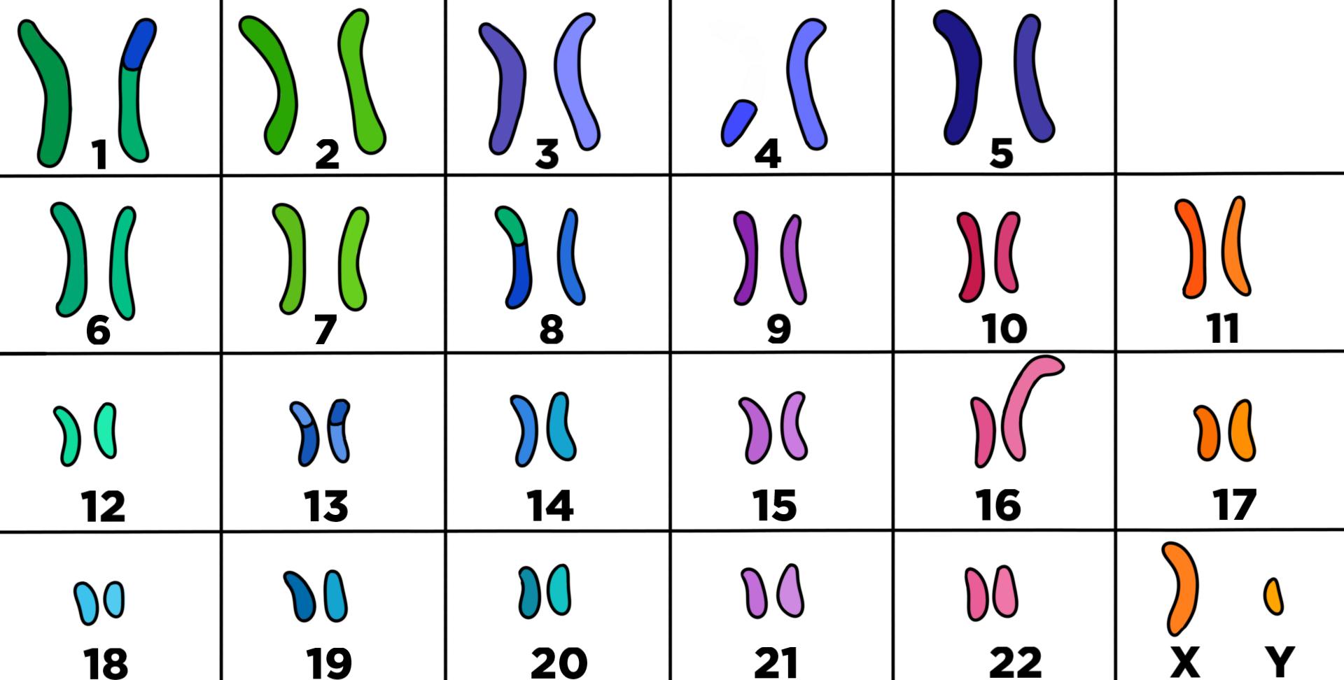 karyotype