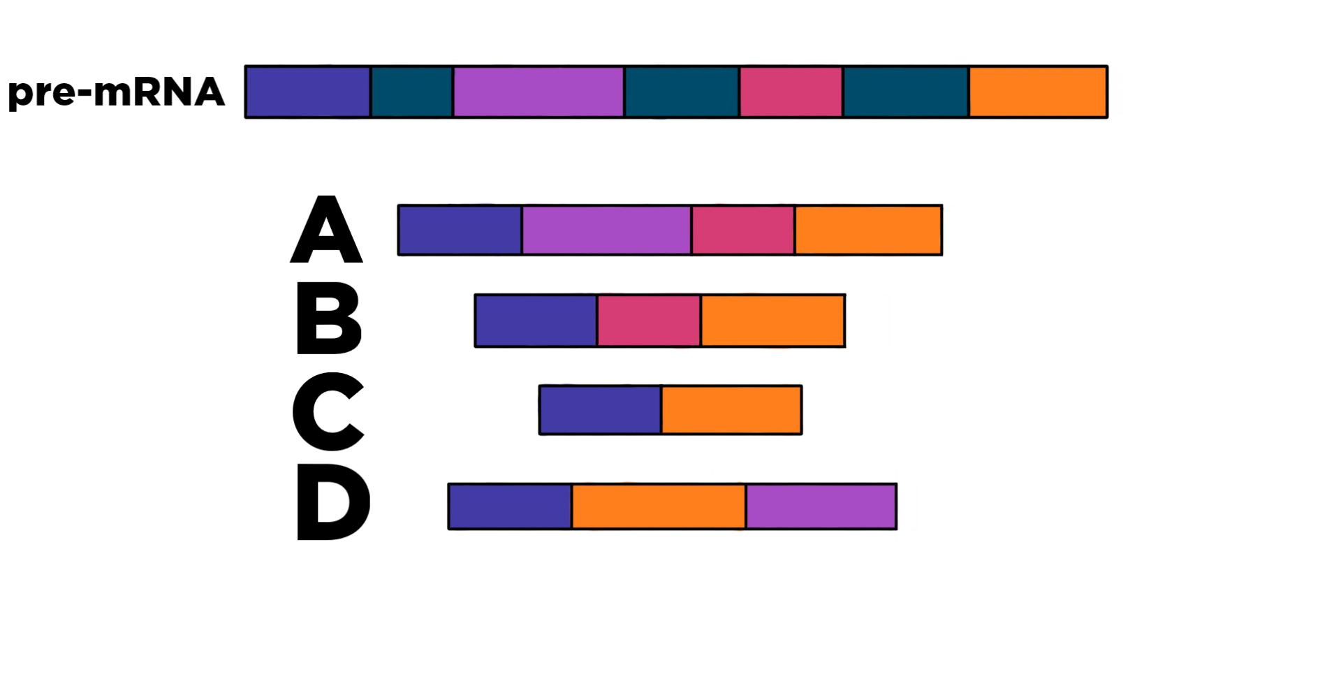 pre-mRNA showing a purple exon, intron, pink exon, intron, red exon, intron, and orange exon. A shows purple, pink, red, and orange. B shows purple, red, orange. C shows purple, orange. D shows purple, orange, pink.