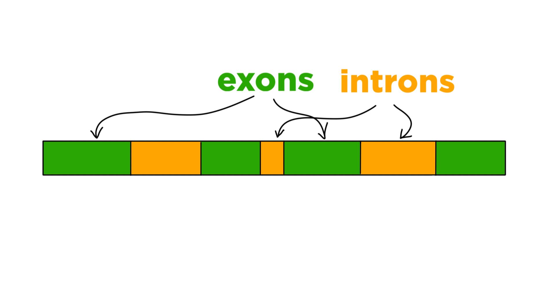A molecule containing exons and introns.