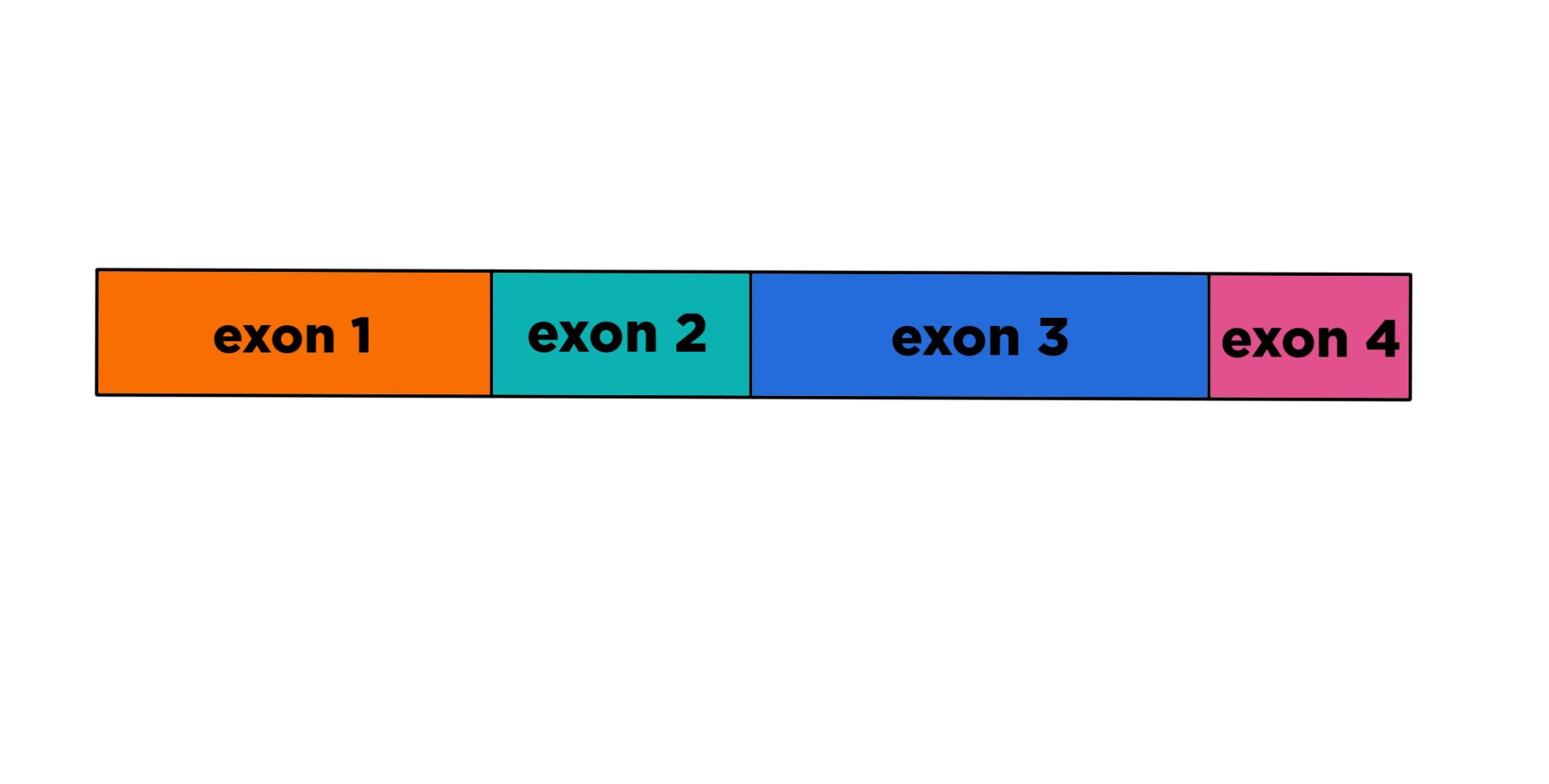 A molecule with exon 1, exon 2, exon 3, and exon 4.