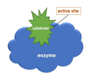 An enzyme that looks like a cloud with an substrate that looks like a spiky ball.