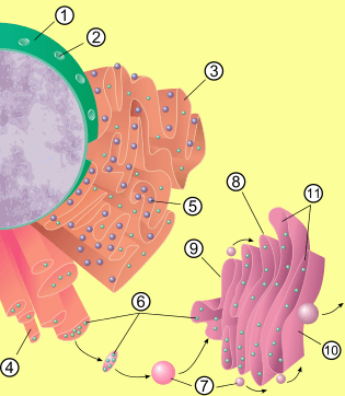 3-organelle with membrane directly connected to nuclear membrane, studded with ribosome. 4-organelle connected to endomembrane system, does not have ribosomes. 5-small structure connected to rough ER. 8-organelle involved in protein synthesis located somewhat farther from nucleus