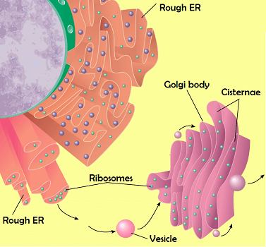 A diagram of the rough endoplasmic reticulum and Golgi body.