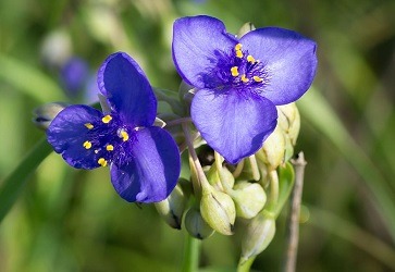 A picture of an Ohio spiderwort