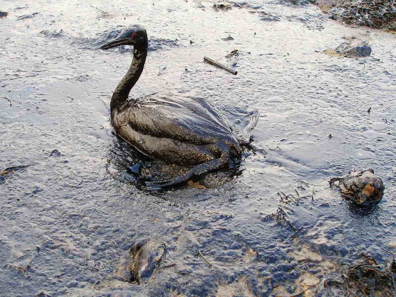 A duck covered in oil.
