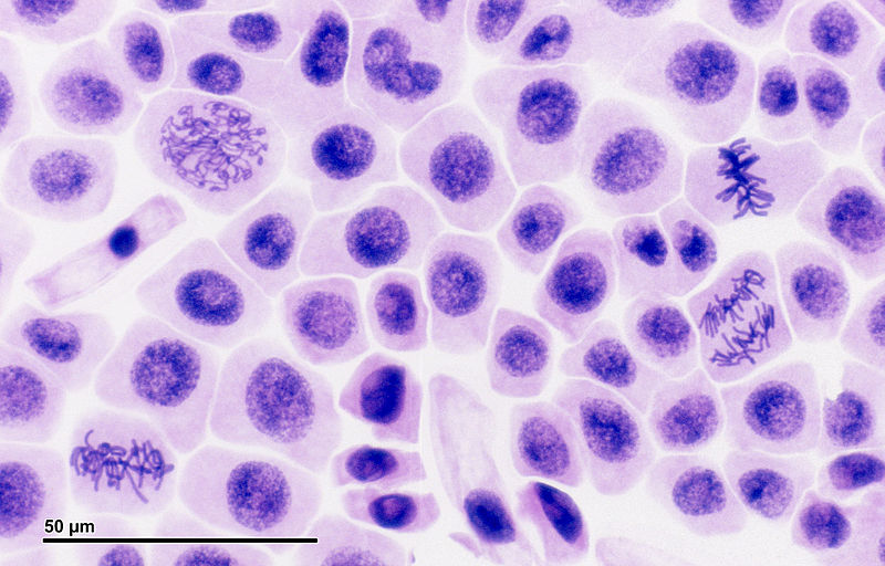 Many different types of cells are visible on a microscope slide.