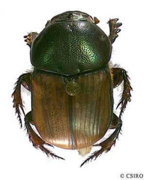 A picture of the Scarabaeus Sacer