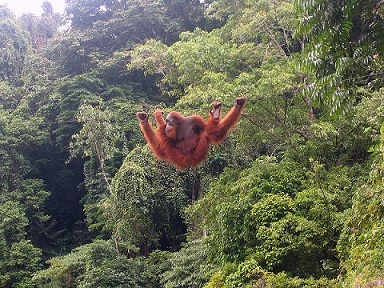 An orangutan