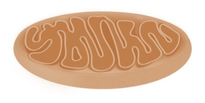 Mitochondria have inner and outer membranes.