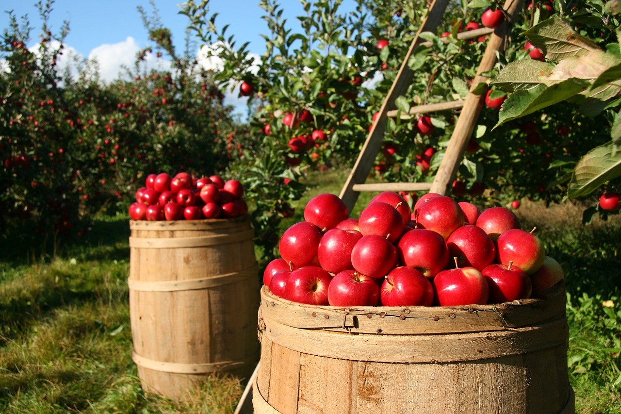 Image of wooden barrels sitting in an orchard, filled with red apples.