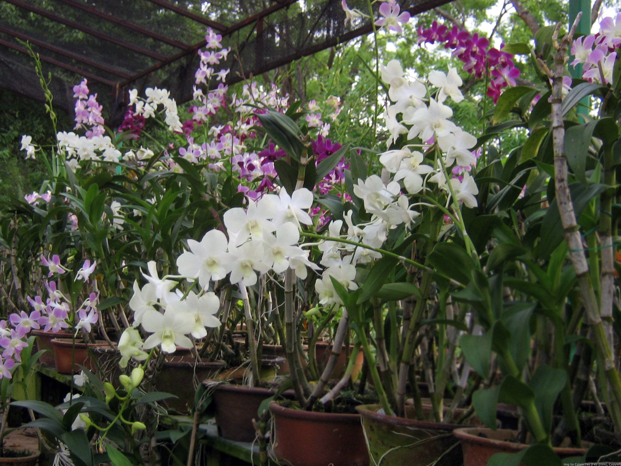 A bunch of orchids