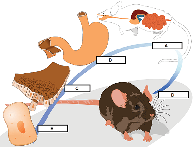 A diagram of levels of organization. Letter A shows multiple organs. Letter B shows one organ. Letter C shows multiple cells. Letter D shows a mouse. Letter E shows one cell.