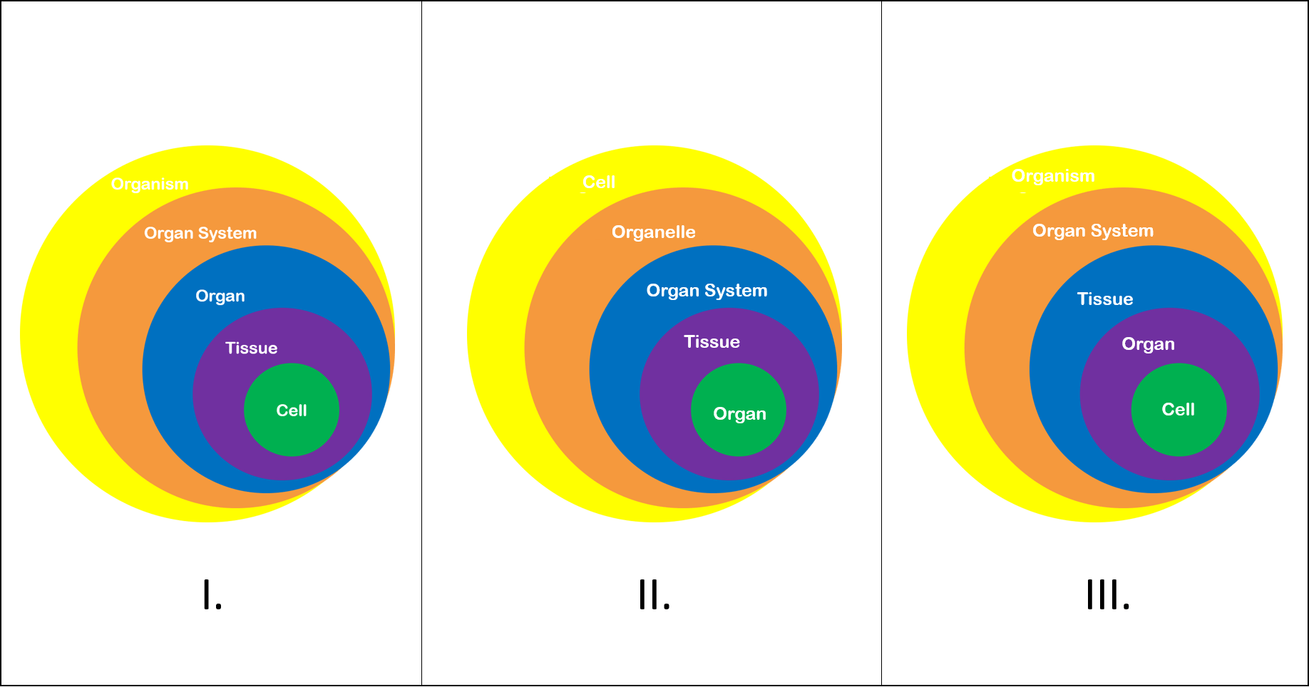 1: Organism, organ system, organ, tissue, cell. 2: Cell, organelle, organ system, tissue, organ. 3. organism, organ system, tissue, organ, cell.