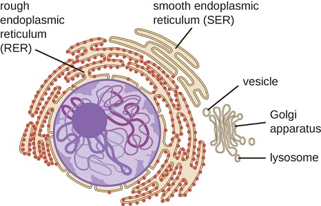 A diagram of endoplasmic reticulum and Golgi apparatus.