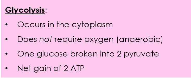 Glycolysis occurs in the cytoplasm. It does not require oxygen, so it is anaerobic. One glucose is broken down into two pyruvate molecules. There is a net gain of two ATP.