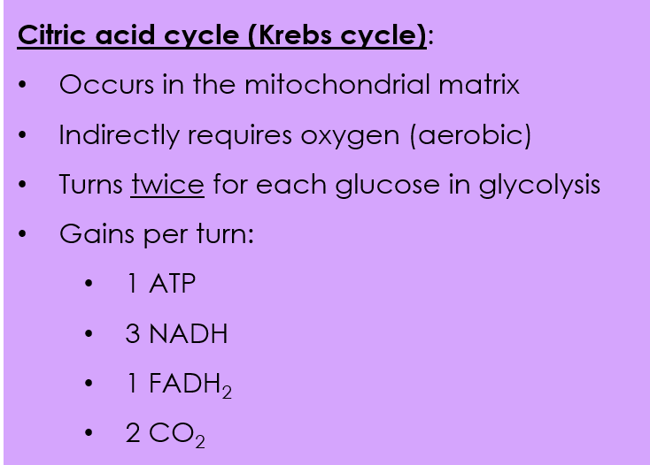 Citric acid cycle occurs in the mitochondrial matrix. It indirectly requires oxygen, so it is aerobic. It turns twice for each glucose produced in glycolysis. It gains one ATP, three NADH, one FADH2, and two CO2 per turn.