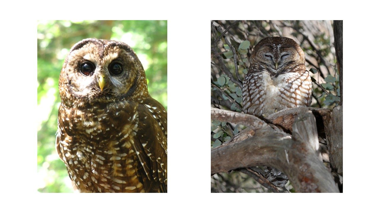 The Mexican spotted owl and the northern spotted owl. They look almost identical. 