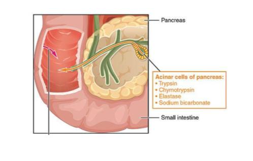 Diagram of pancreas and the enzymes it produces.