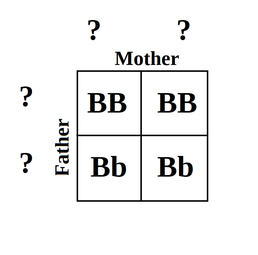 A punnet square displays: top left BB, top right BB, bottom left Bb, bottom right Bb. The spaces for the parental genotypes have question marks.