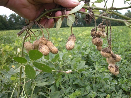 A picture of a legume plant.