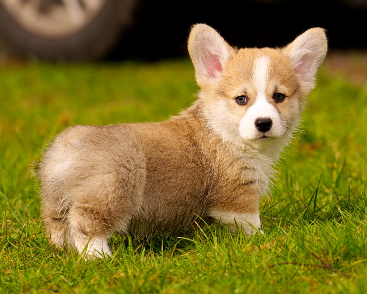 A tiny, stubby corgi puppy. 