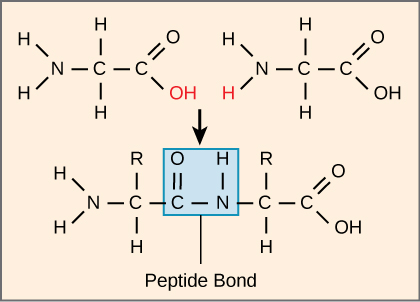 Peptide bonds form between the carboxyl group of one amino acid and the amino group of another.  This bond formation releases one molecule of water.