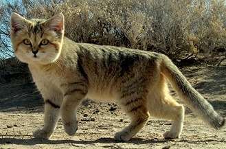 A picture of a Sand Cat.