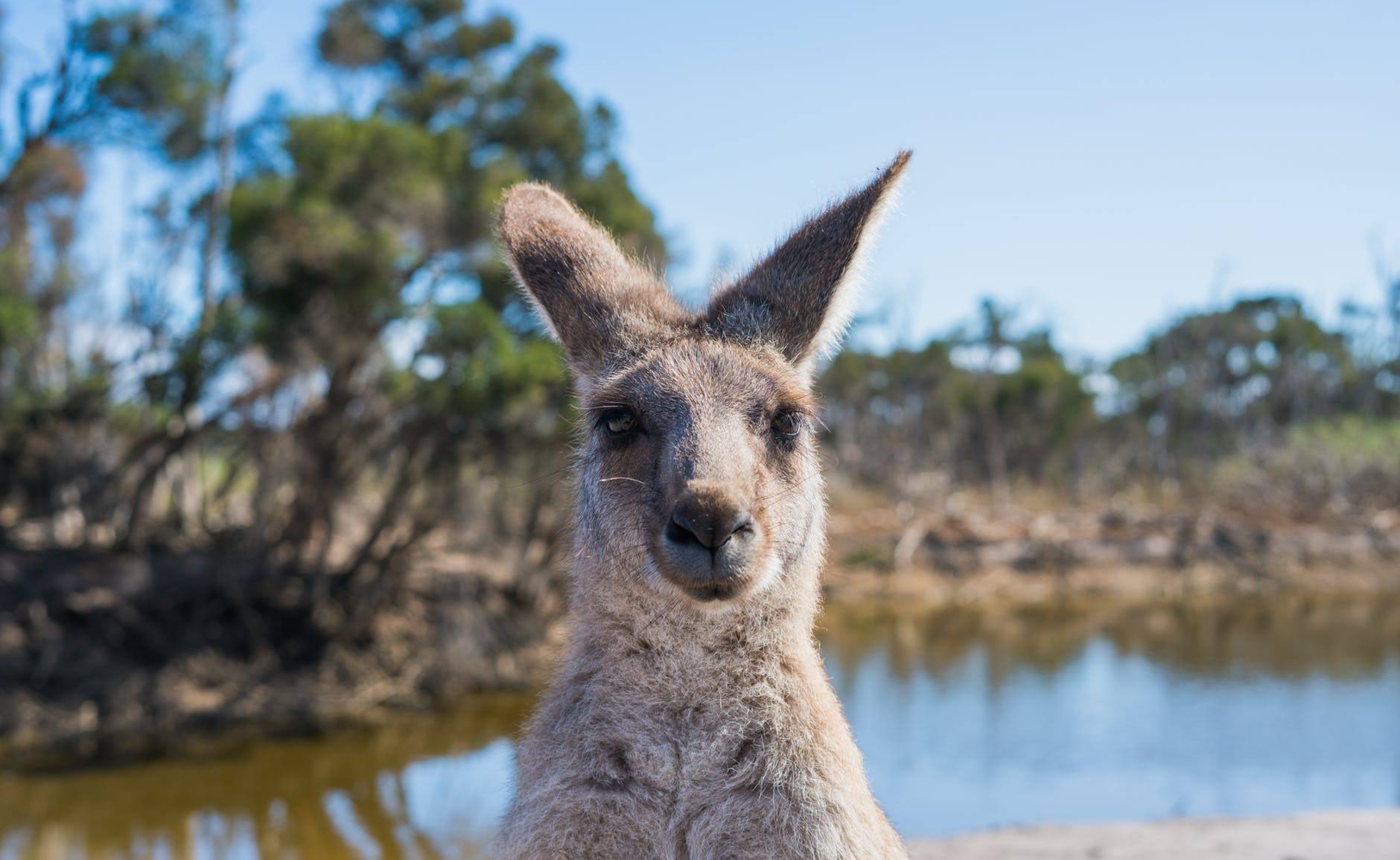 A photo of a kangaroo