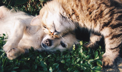 A puppy and kitten.